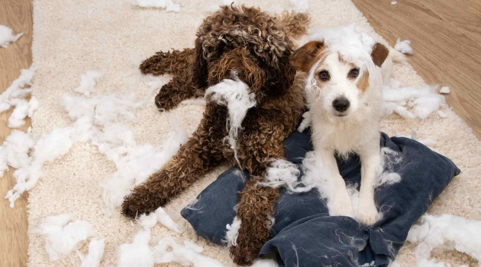 Dog separation anxiety is stressful on everyone