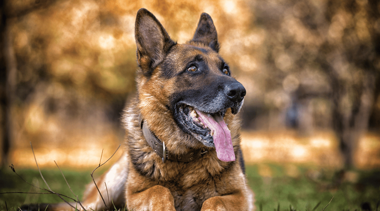 The danger of dog bloat is deadly