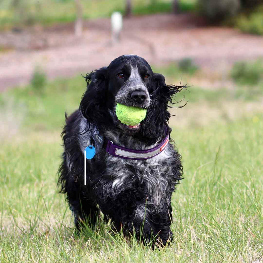 Dog toys - tennis balls