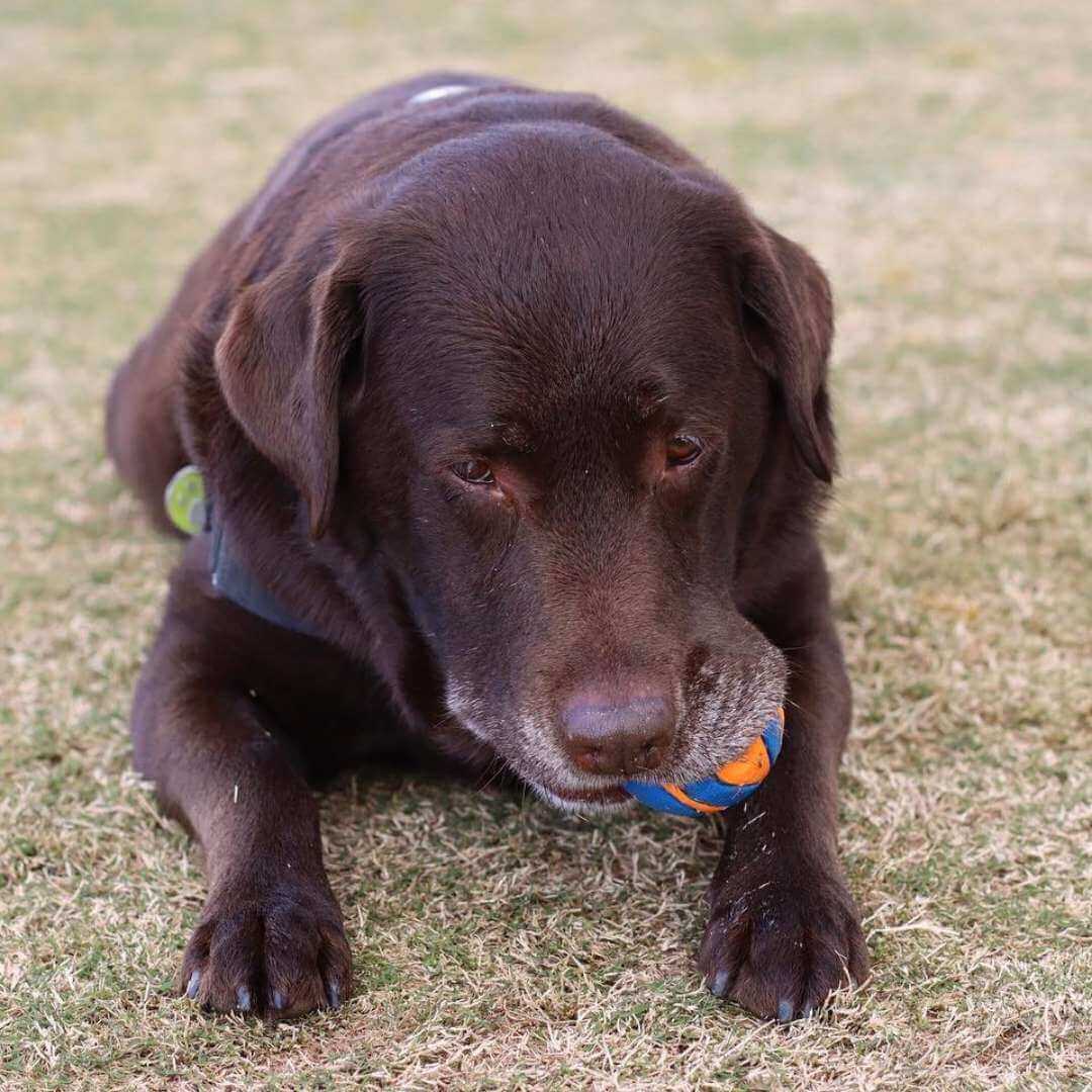 Belle, Labrador, Super Feedy