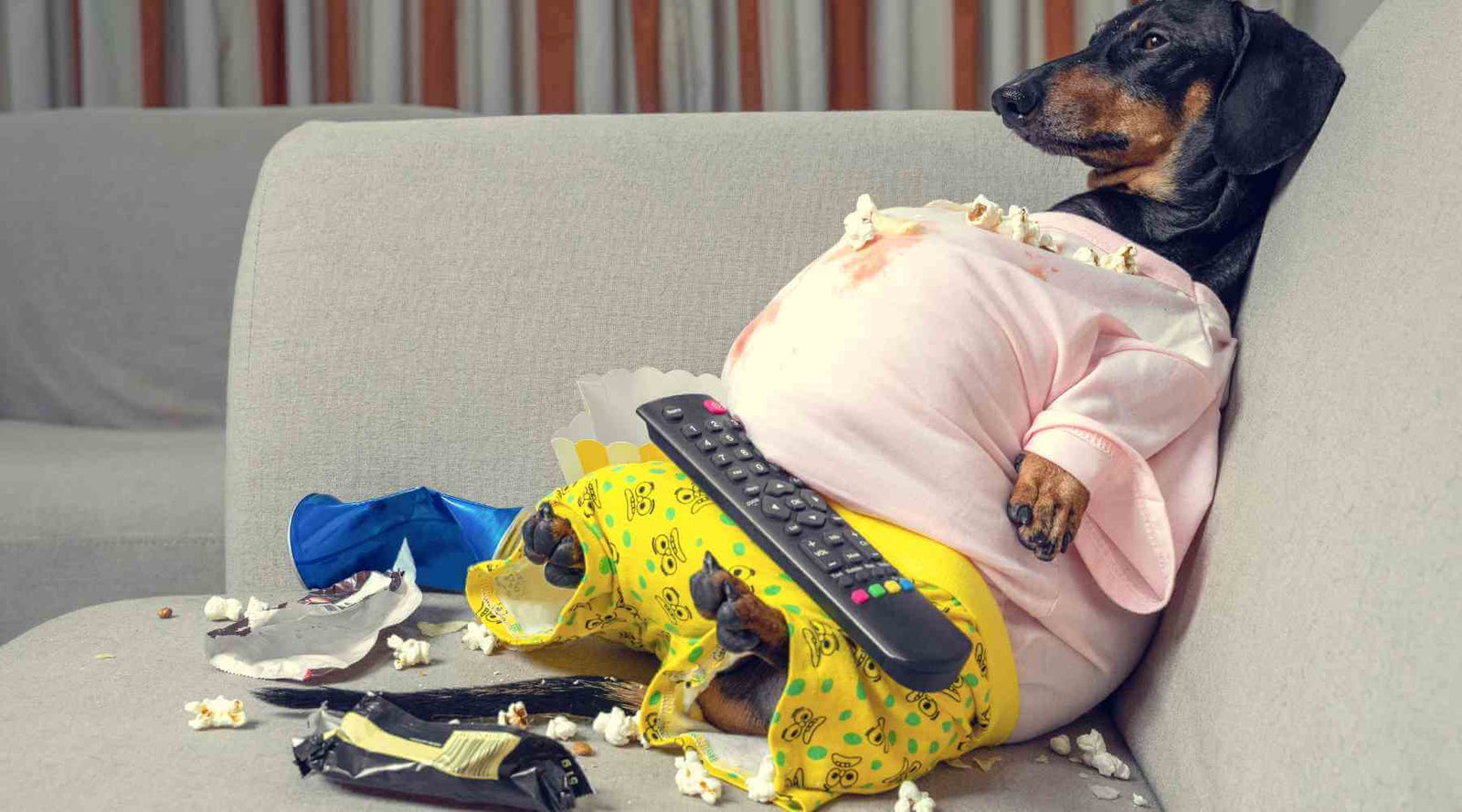 8 Surprising Causes of Dog Bloat and Indigestion