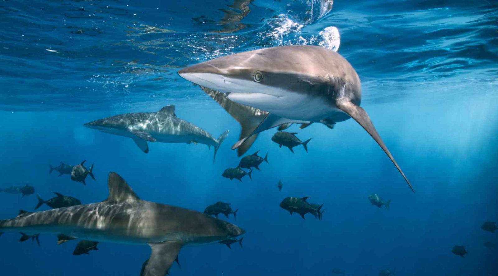 Is shark cartilage good for dogs?