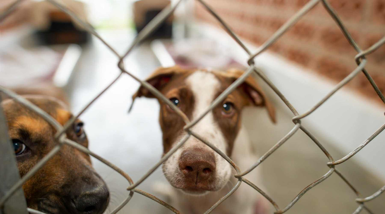 Everything You Need to Know About Adopting a Rescue Dog in Australia