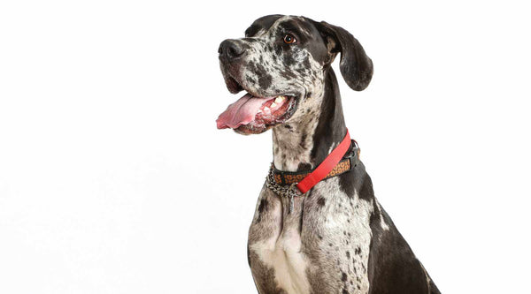 Uncover the Hidden Dangers of Dog Bloat: What No One Tells You