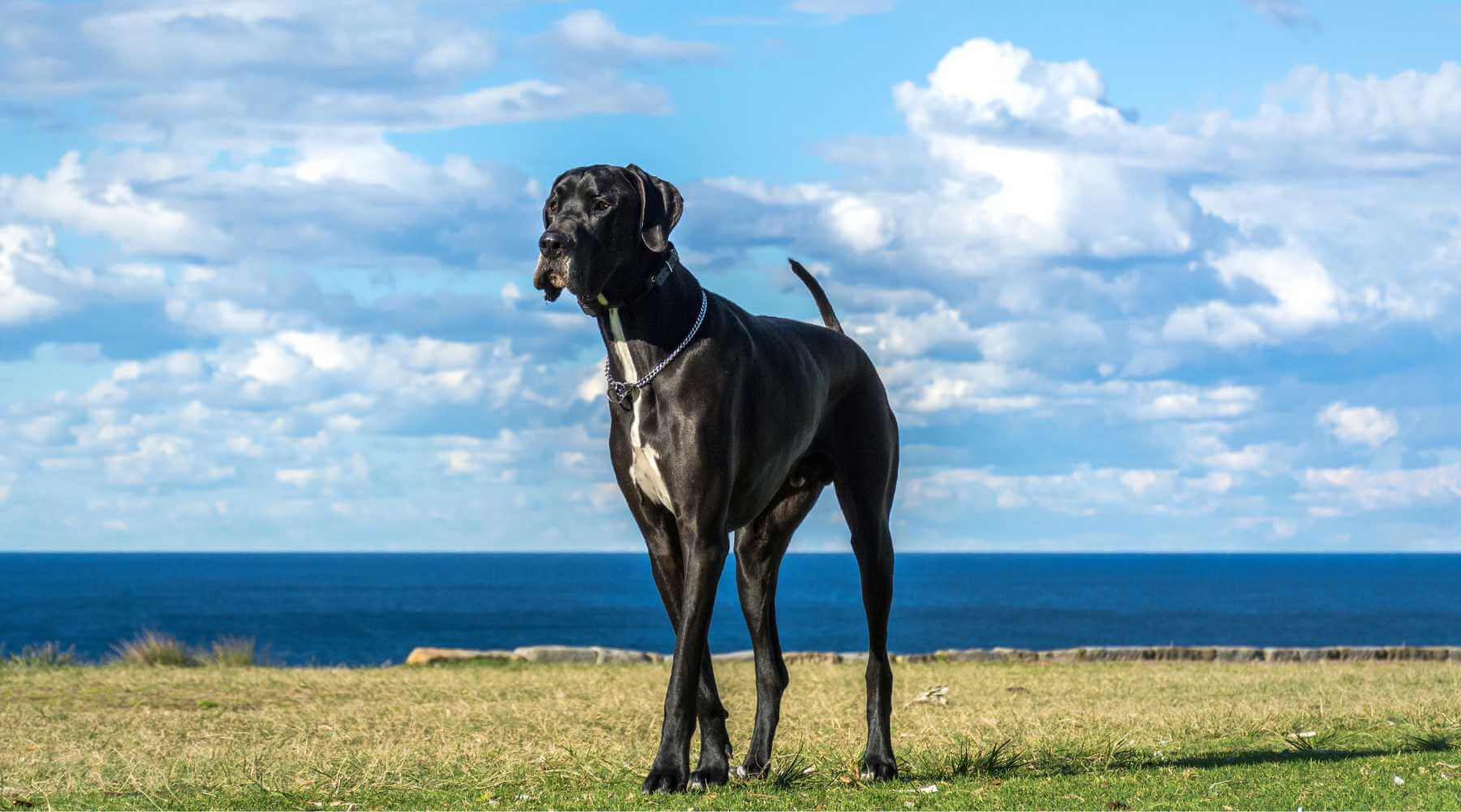 Dog Bloat Risk in Great Danes: What You Need to Know