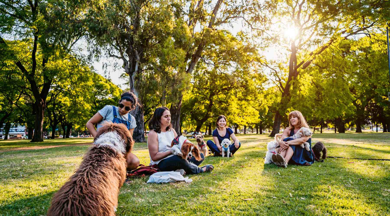 Survey finds more than two-thirds of Australian households now own a pet