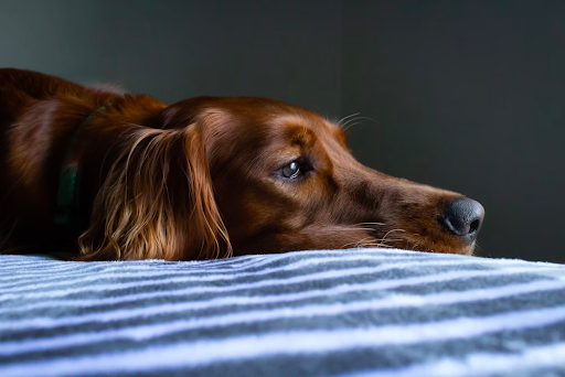 Super Feedy: Revolutionising Mealtime for Aussie Dogs