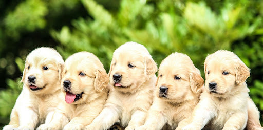 10 Hacks to Slow Your Speed Eating Puppy