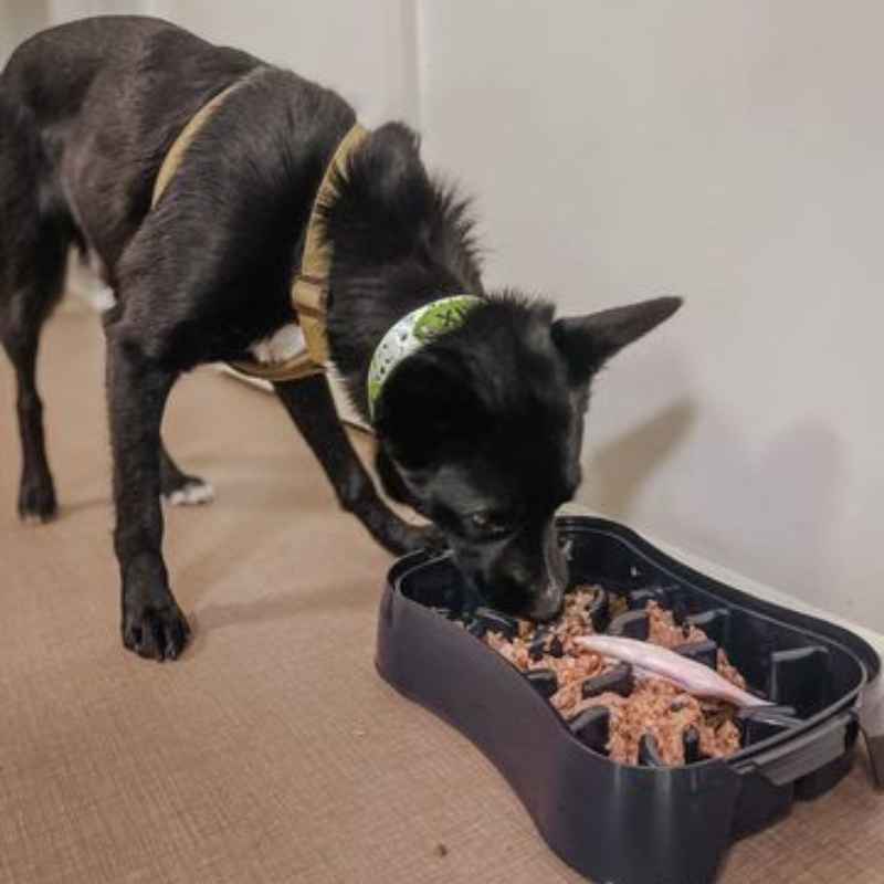 Slow feeder dog bowl