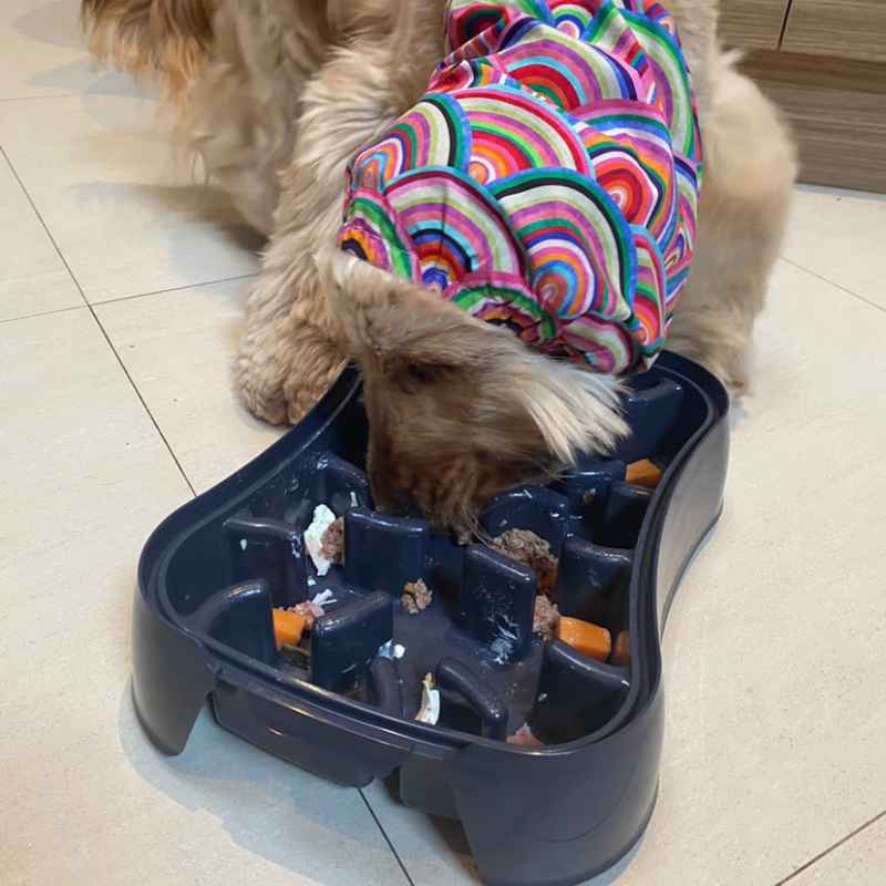 Slow dog feeder