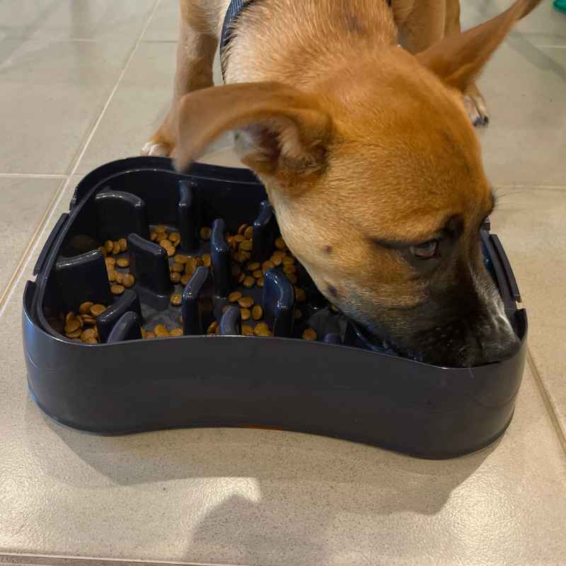 slow feeder dog bowl