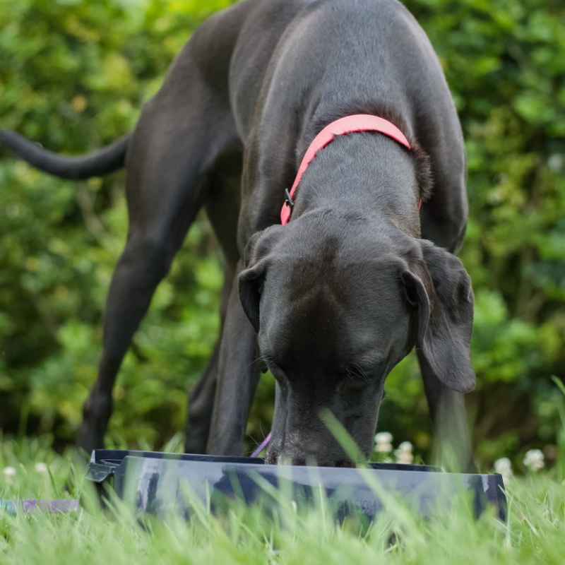 Slow feeder dog bowl