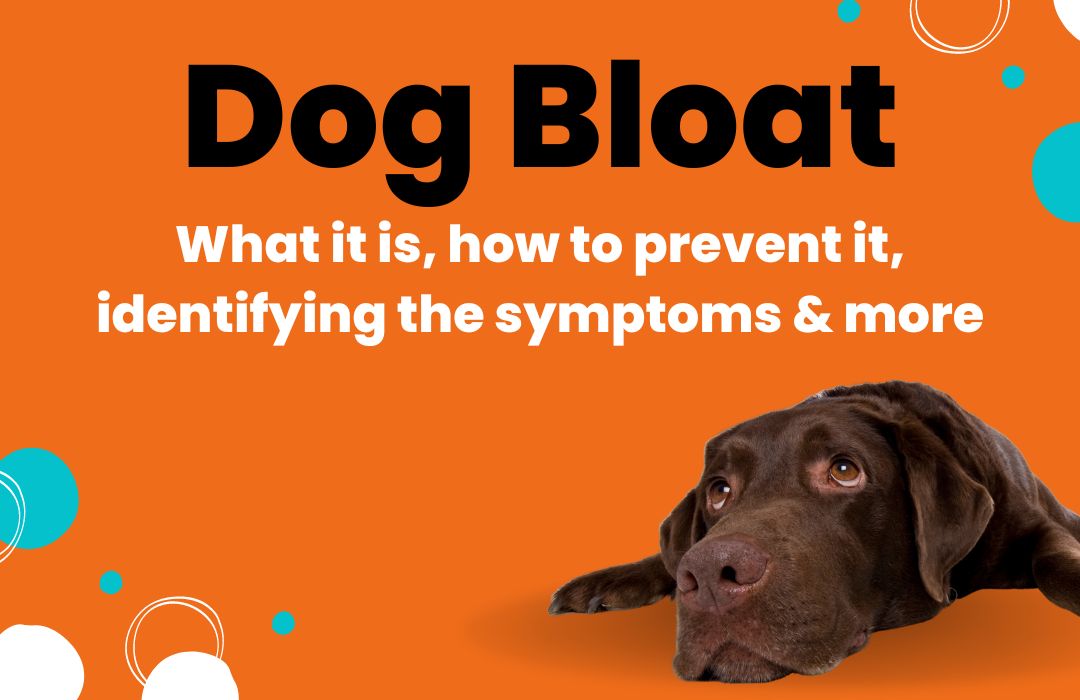 Dog bloat: What it is, how to prevent it, identifying the symptoms & more.