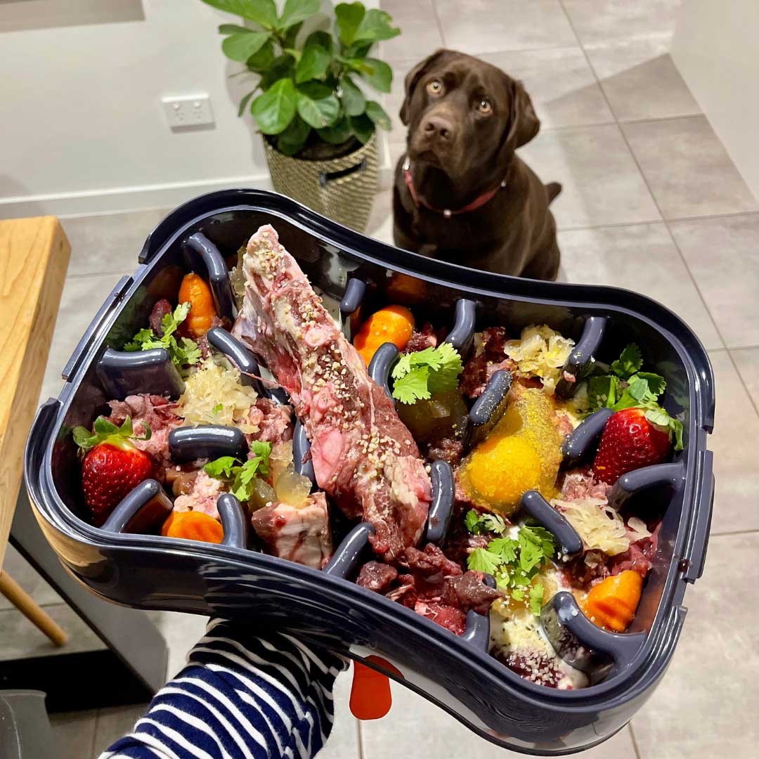 Labrador shop dog bowl