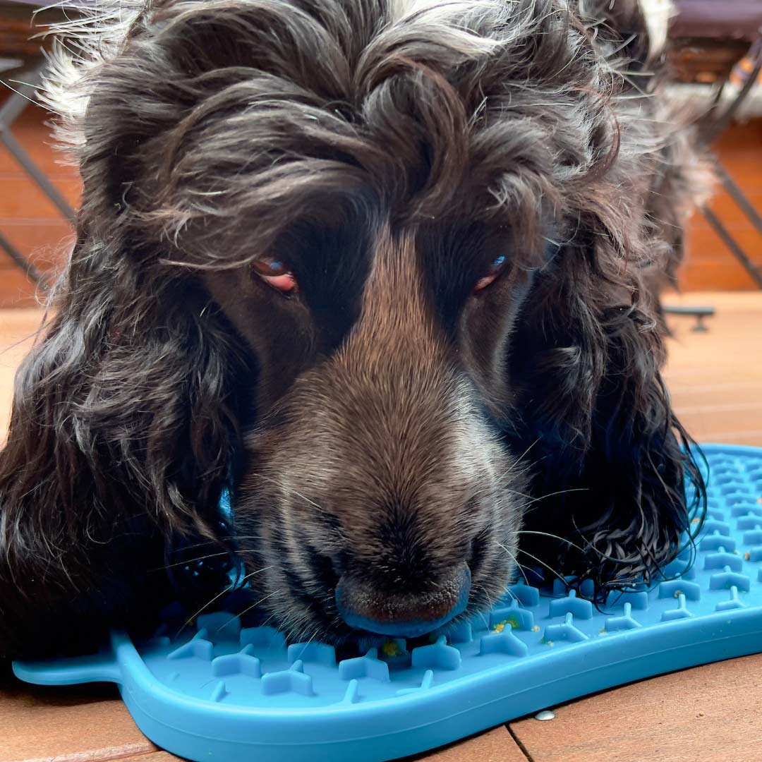 Keep Your Big Hairy Friends Full And Healthy With The Best Slow Feeder Bowl For Large And Medium Dogs