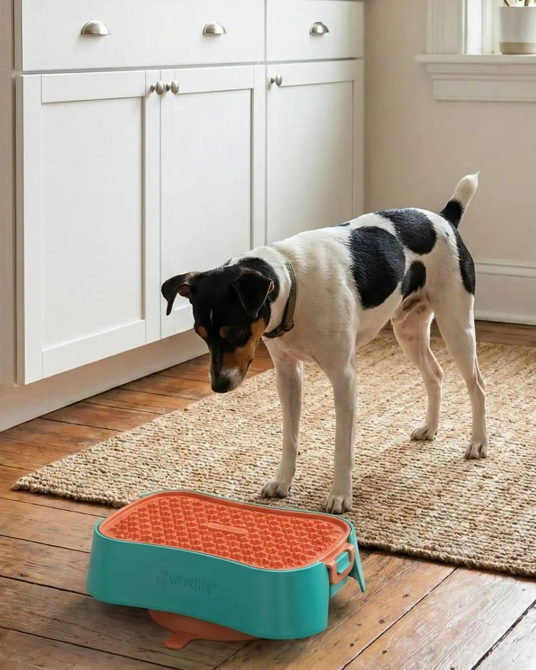 How Slow Feeder Bowls Improve Digestion in Small Dogs | Super Feedy Australia Super Feedy