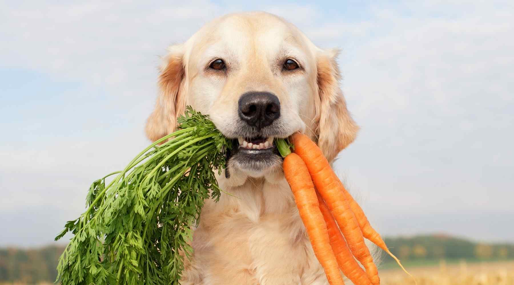 Golden Retriever Loves Carrots