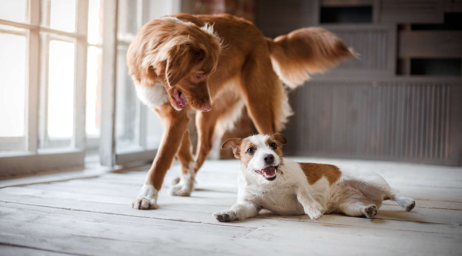 Nine things to consider when getting another dog