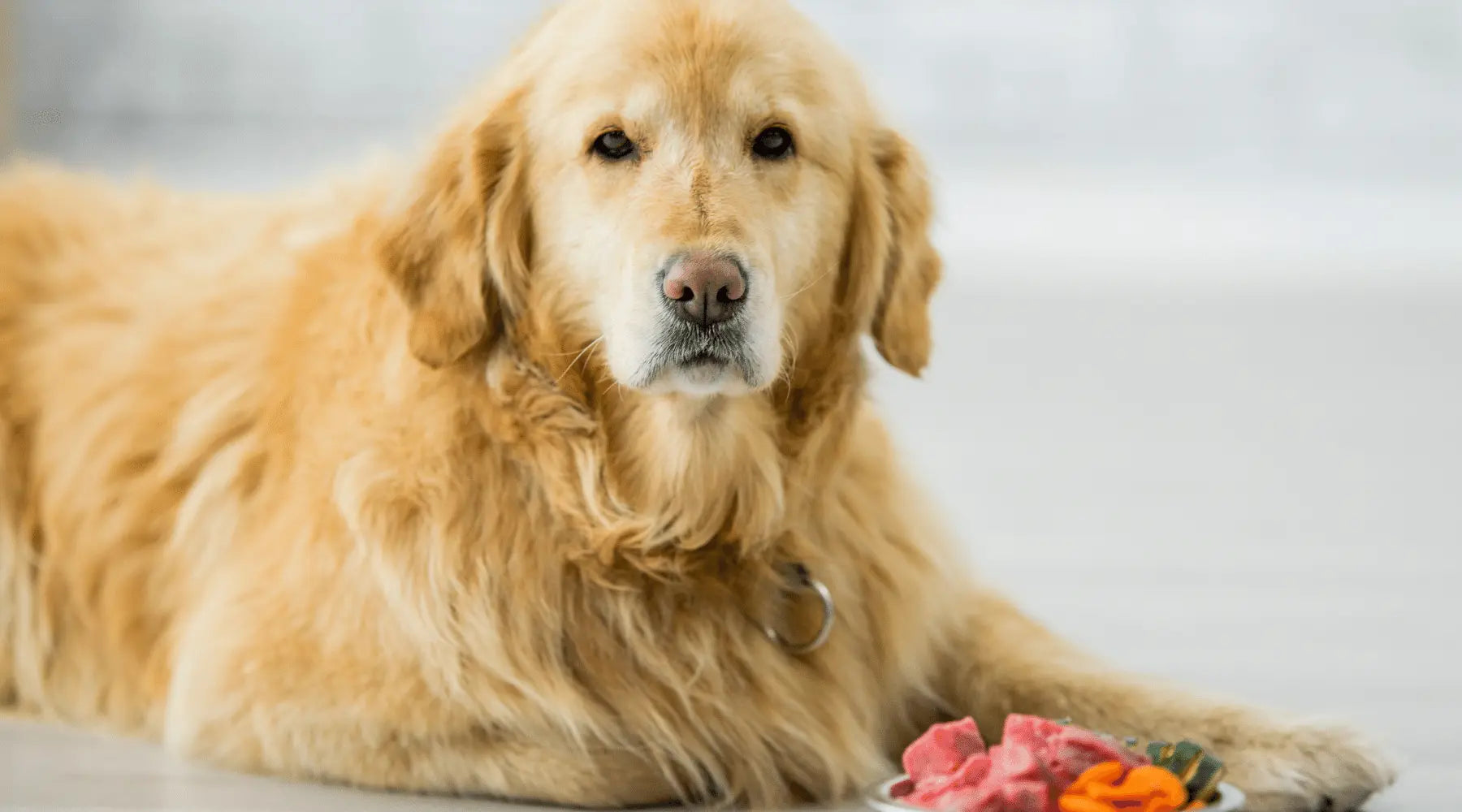 Senior dogs' 10 most common problems Super Feedy