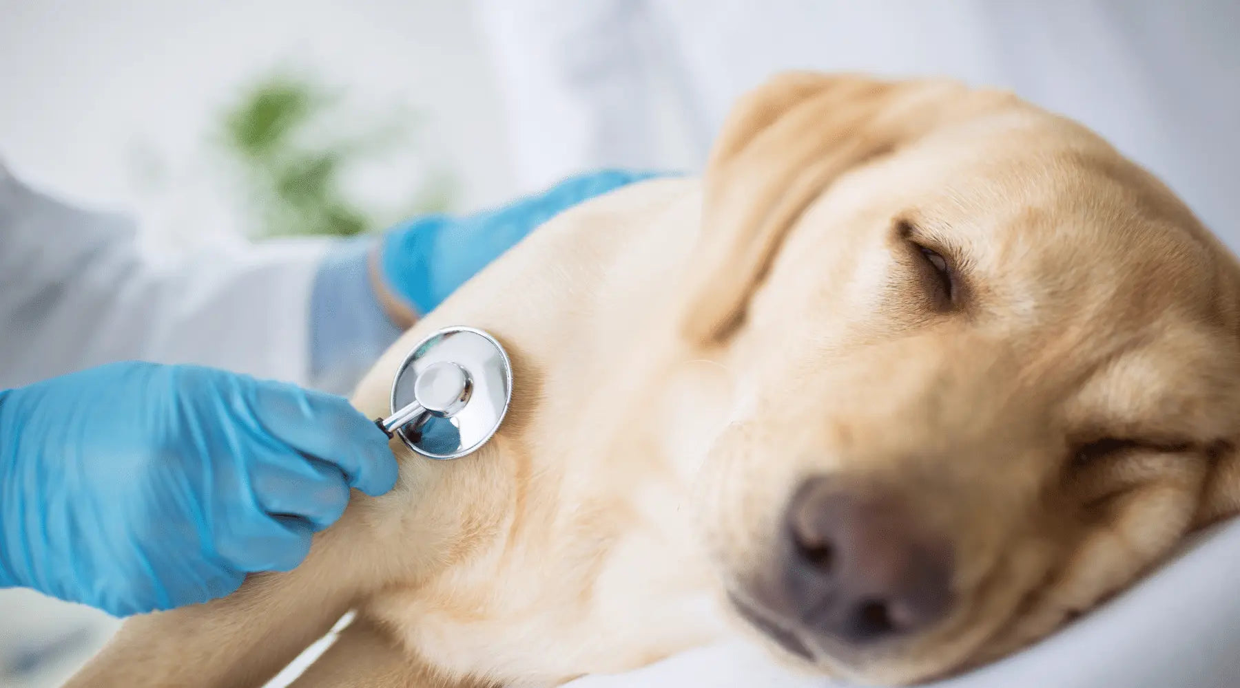 Tapestry Needle Ingestion In Dogs Online Support Group photo