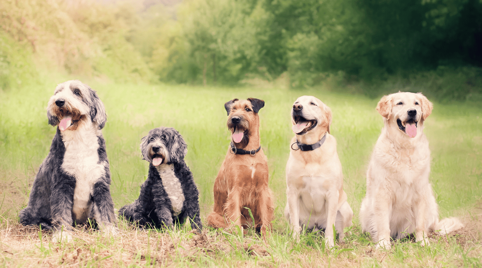 Healthy dogs are happy dogs