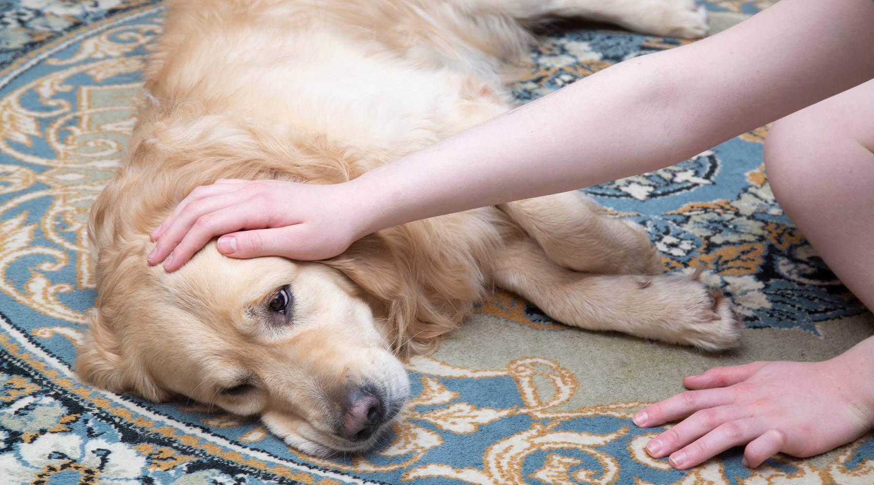 As dog owners, we all want to keep our furry friends healthy and happy. But when our beloved pets suffer from an upset stomach or diarrhoea, it can be distressing.
