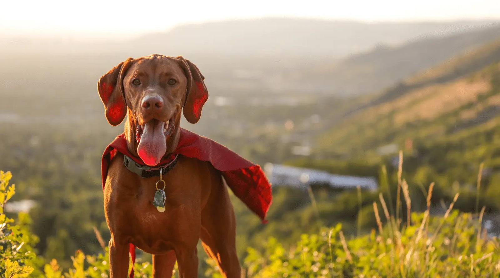 Canine Dogs With Best Sense Of Smell Best Smelling Dog Breeds Top