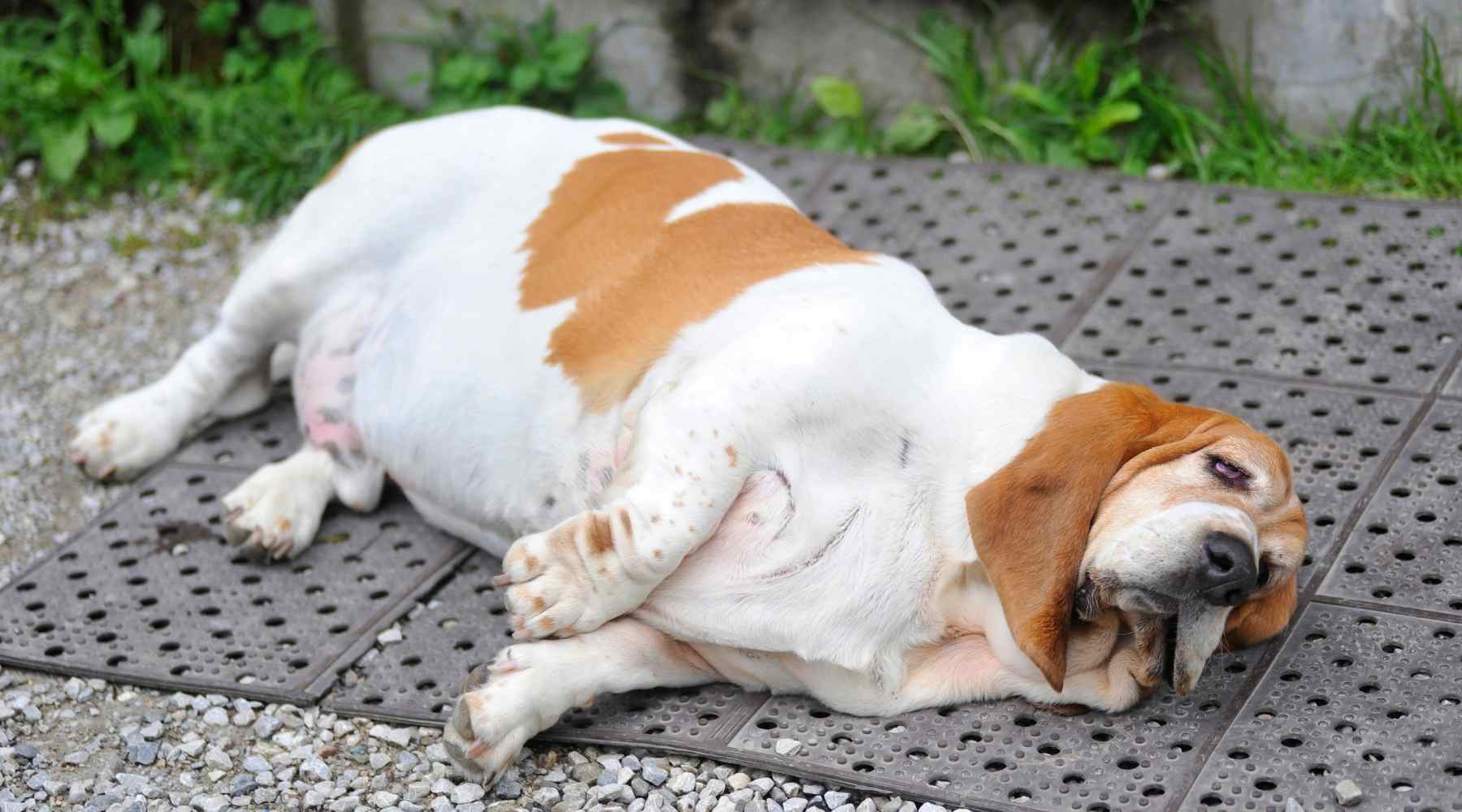 An overweight Basset Hound