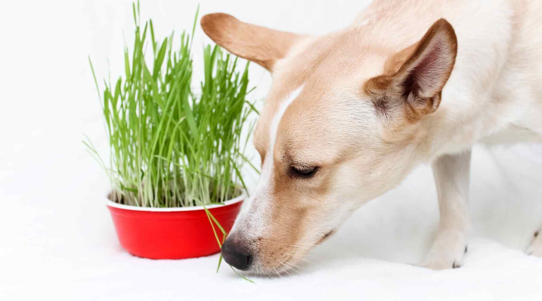 Dogs love eating grass