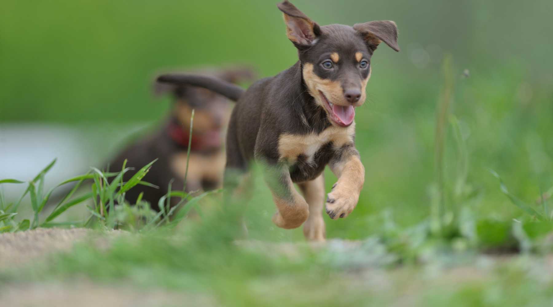 Are you struggling to keep up with your high energy Kelpie? 