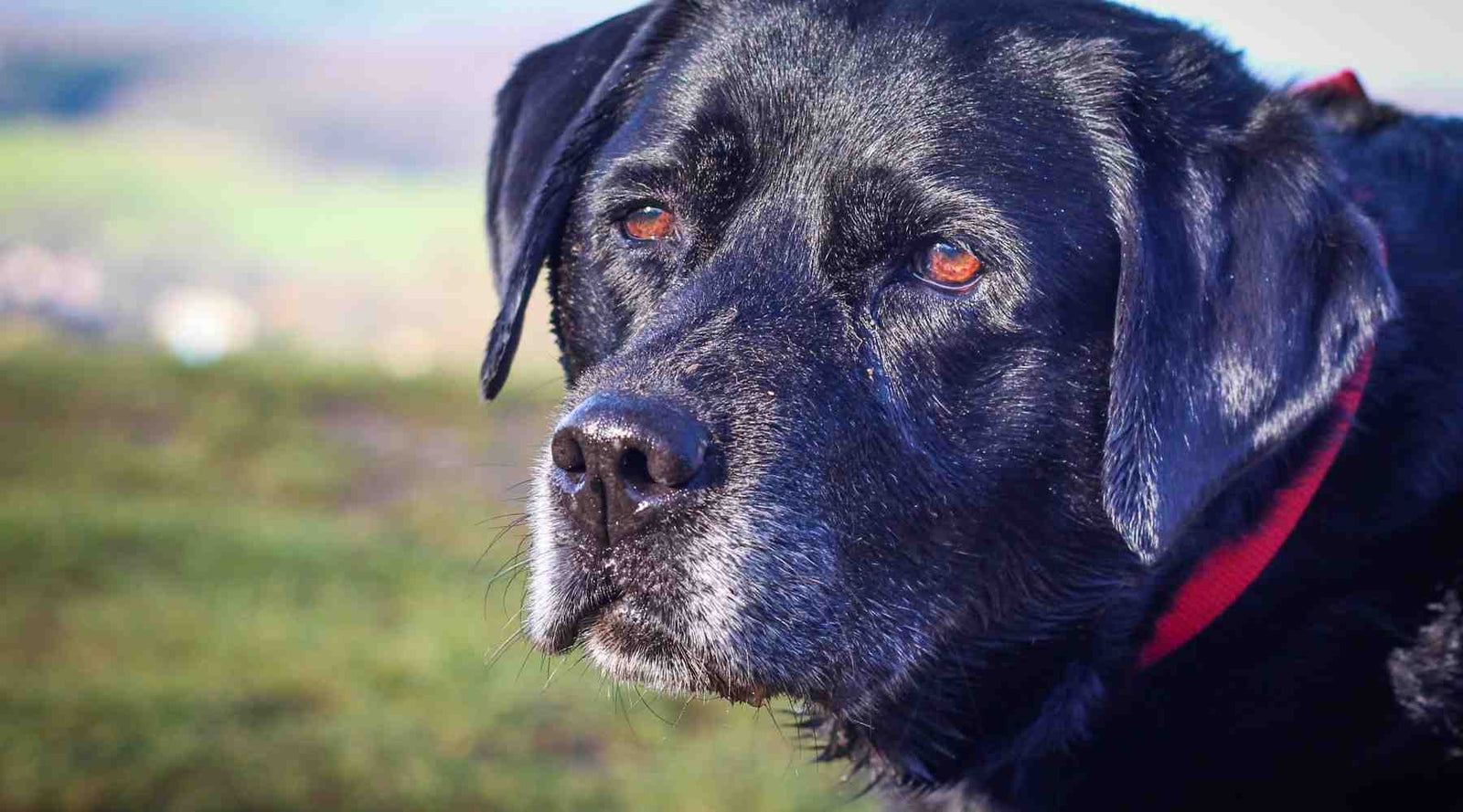 Dog food outlet for black labs