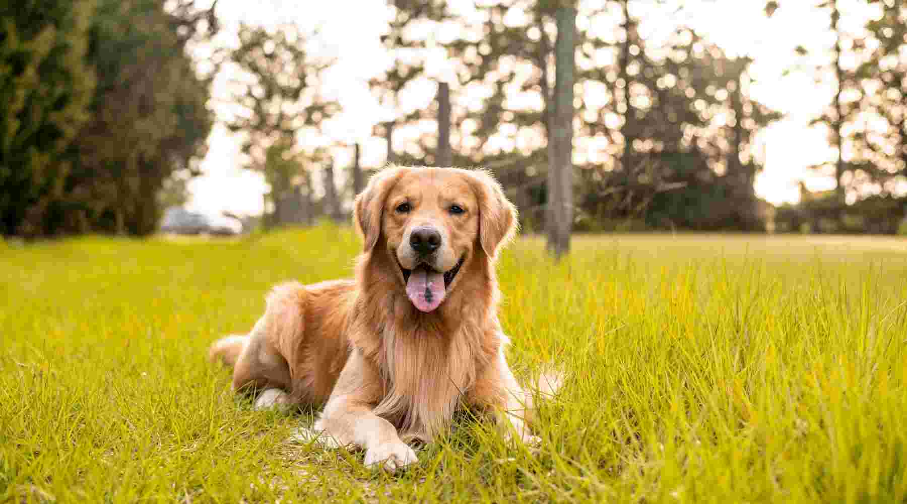 Everything you need to know about dog shedding