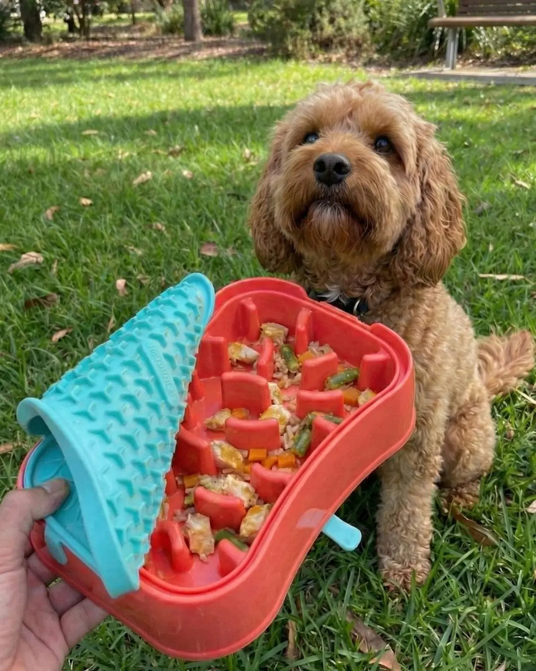 Why Cavoodles Need a Slow Feeder Dog Bowl (and How to Choose the Best One) Super Feedy