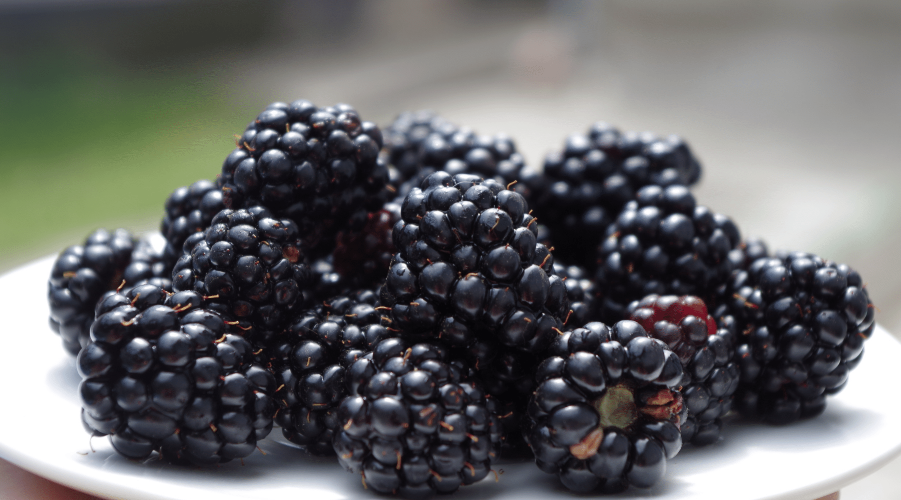 Can dogs eat blackberries?