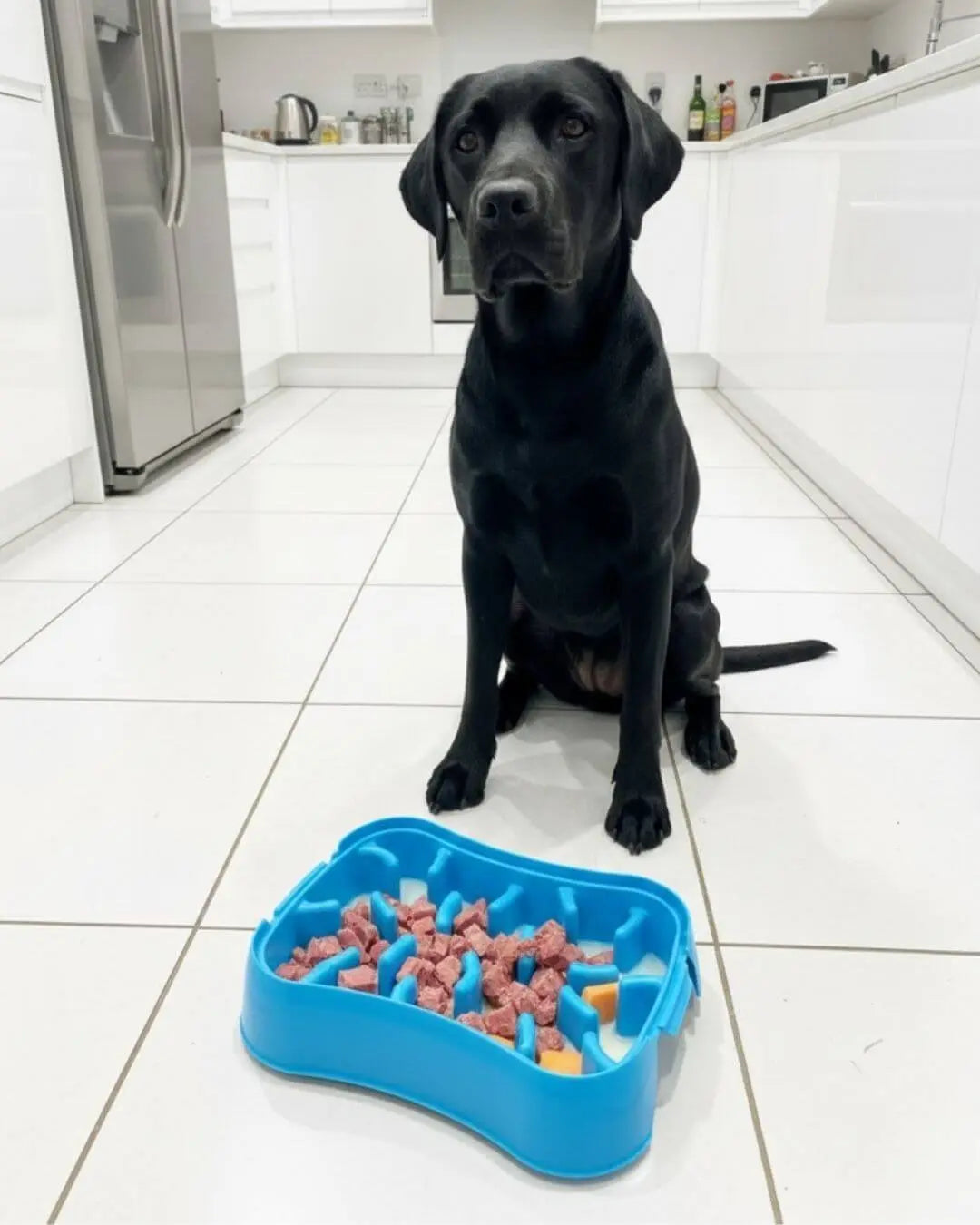 Labrador Dog eating from Super Feedy 4-in-1 Slow Feeder Dog Bowl 