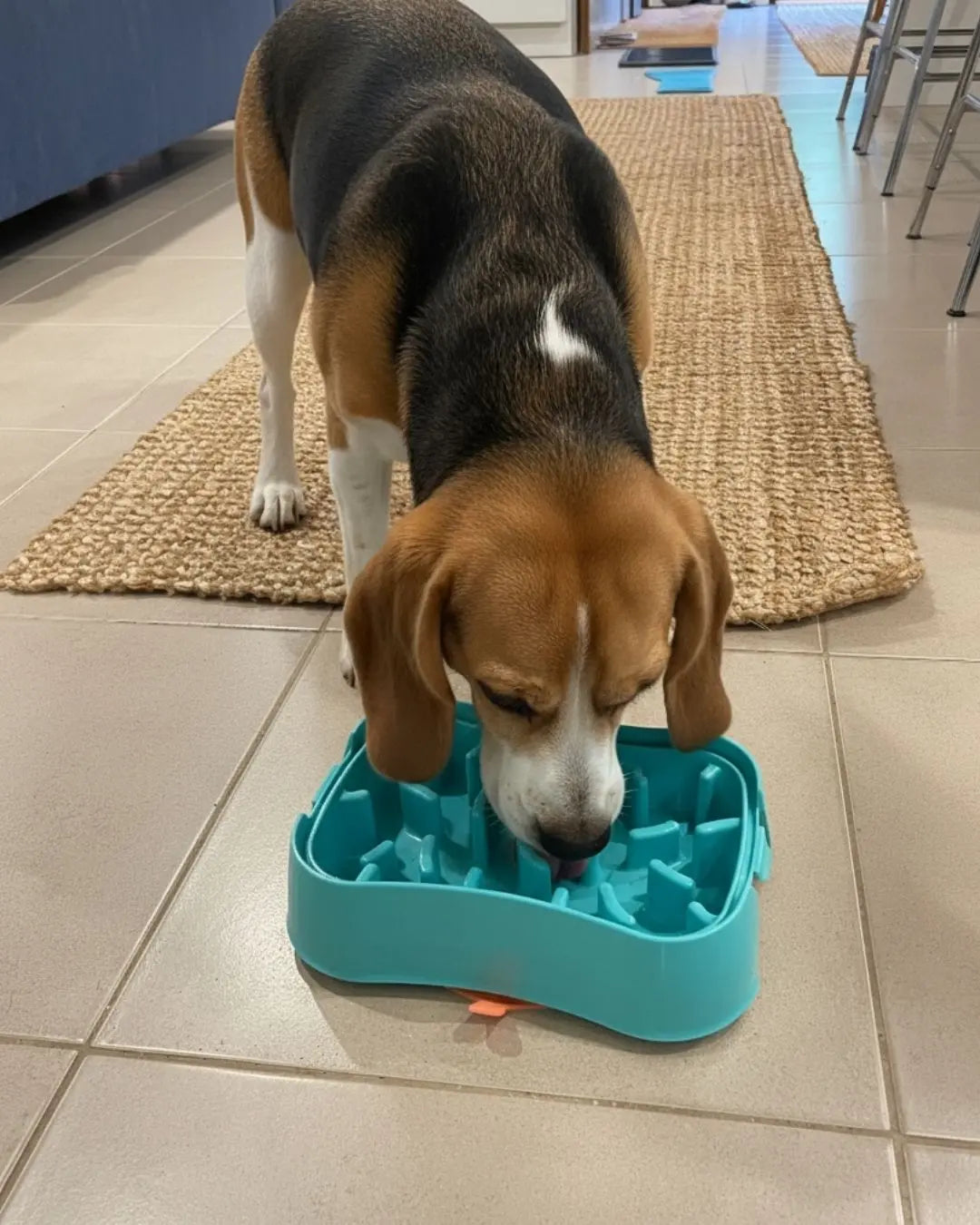 Best Slow Feeder Bowls for Small Dogs: Top Picks for Easy Feeding Super Feedy