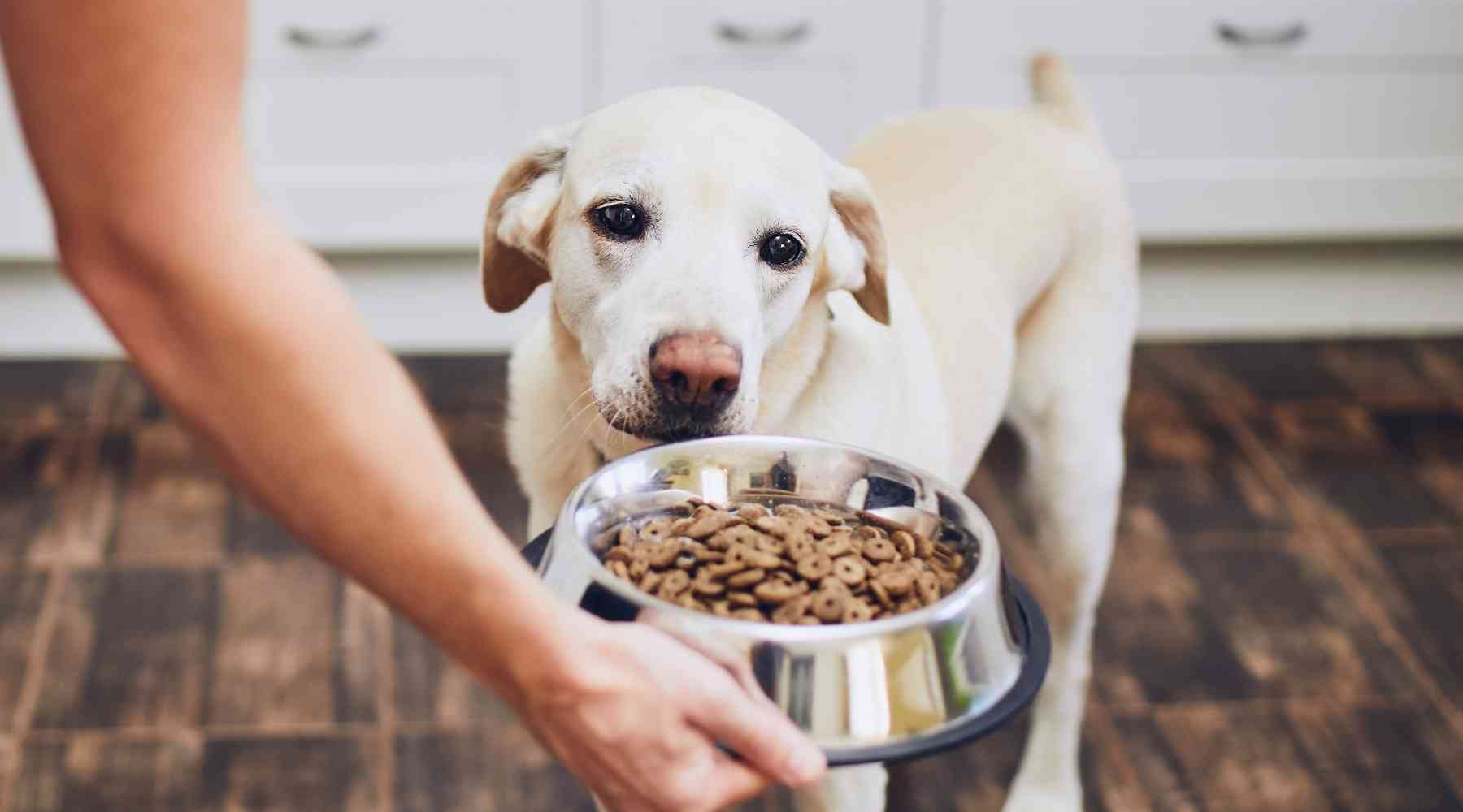 How To Punish Food Aggression In Dogs