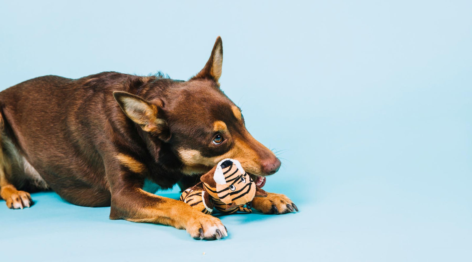 Beyond The Bowl - Canine Enrichment