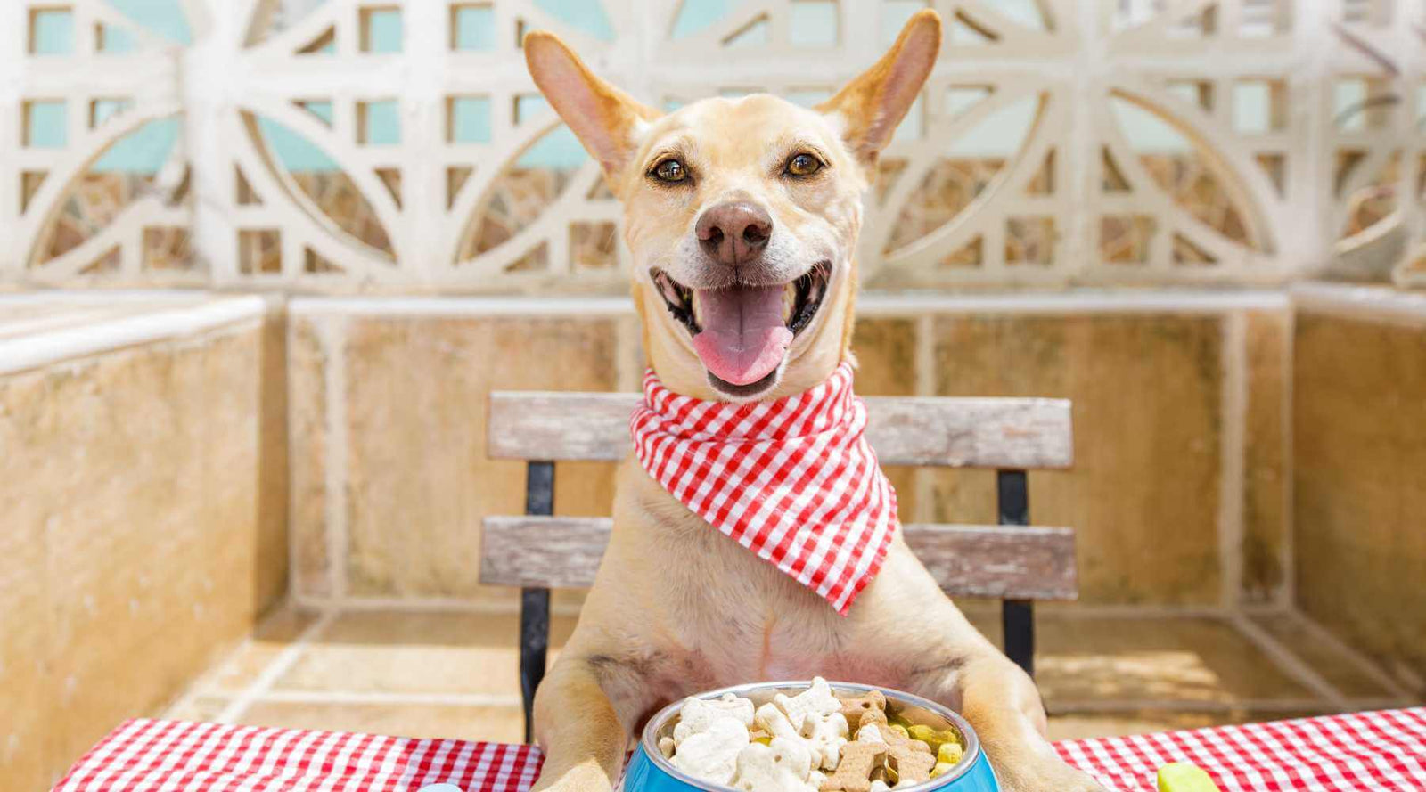 Which Dog Bowl Is Best For Your Dog?