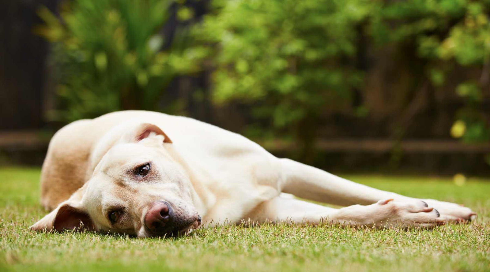 Understanding and Managing Dog Anxiety: Tips and Tricks