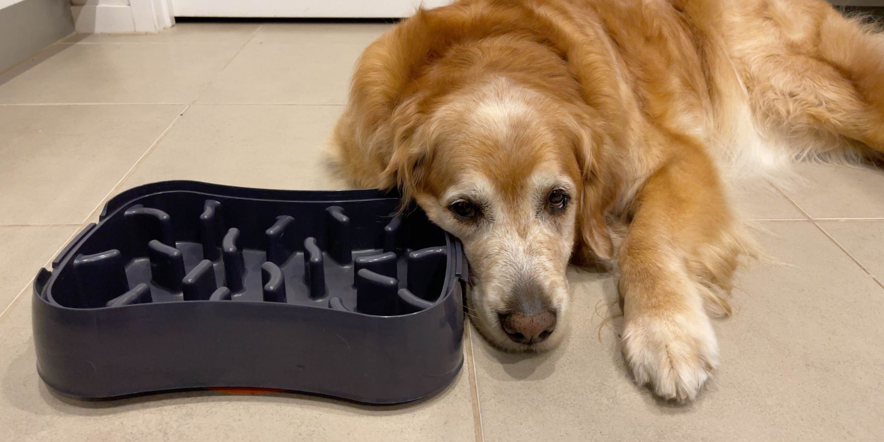 Dog with Super Feedy Slow Feeder Dog Bowl