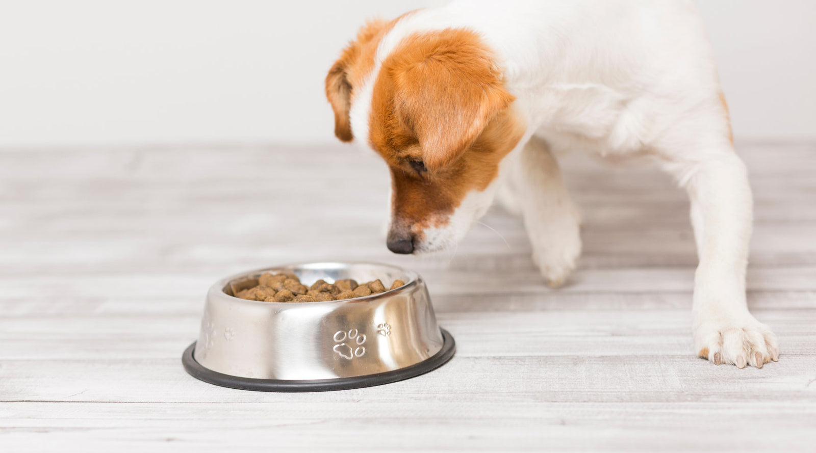 My Pet is a Picky Eater: What Can I Do? | Super Feedy