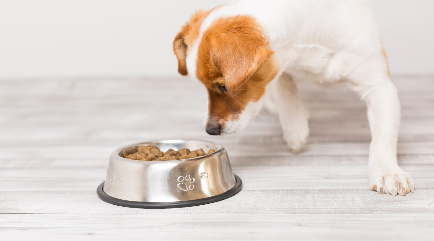 My Pet is a Picky Eater: What Can I Do? | Super Feedy