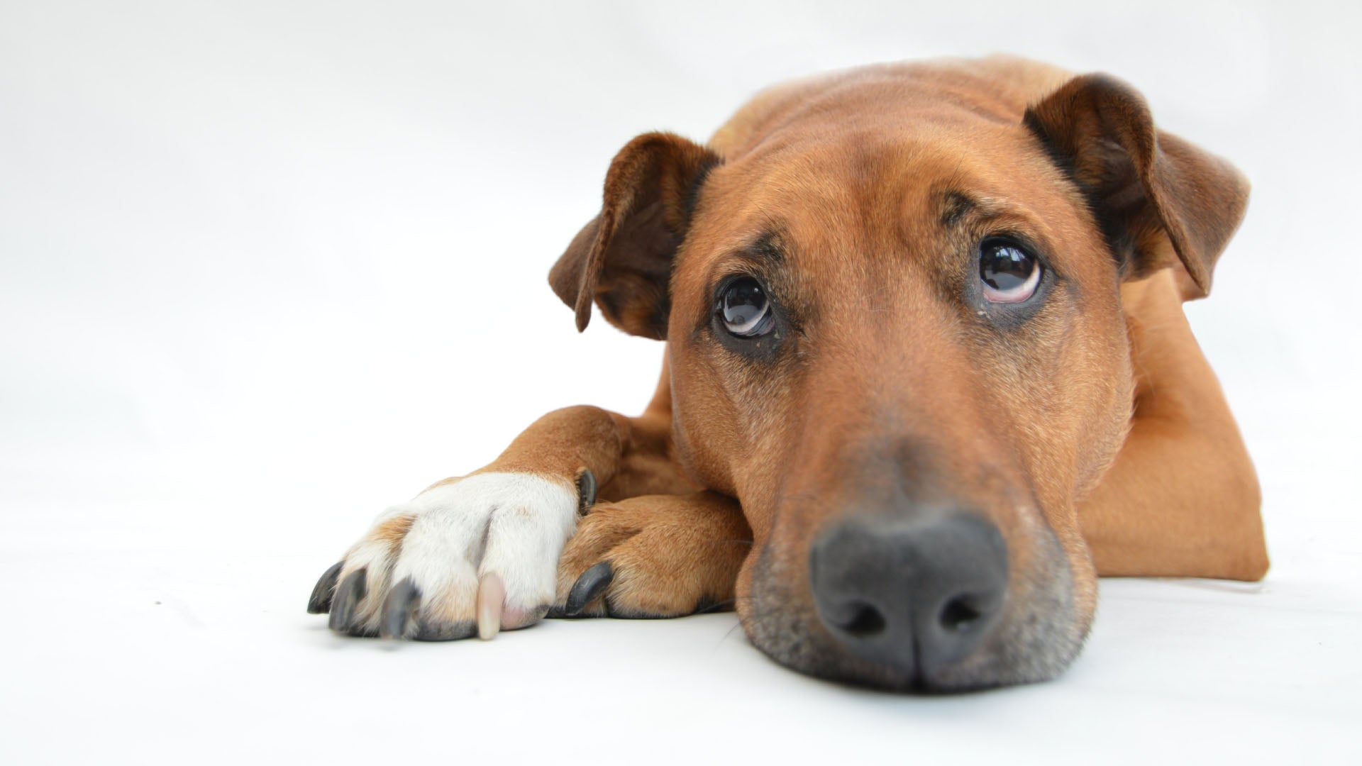 Do slow-feeder dog bowls frustrate dogs?