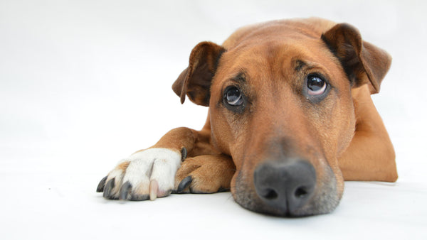 Do slow-feeder dog bowls frustrate dogs? - Super Feedy