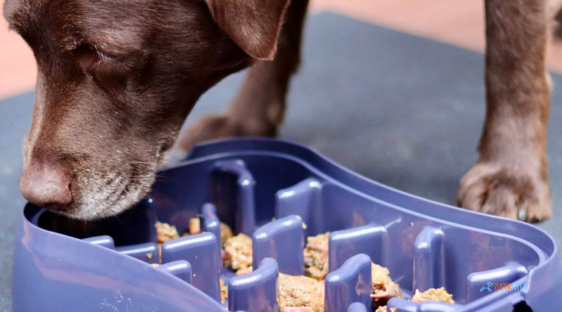 Buying Guide: The Best Dog Bowls and Feeders for Every Pup