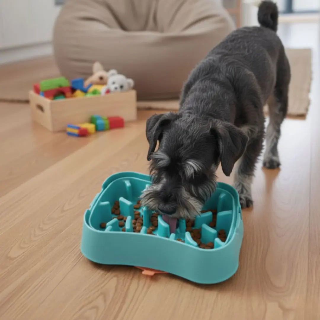 Why Small Dogs Need a Slow Feeder Bowl Super Feedy