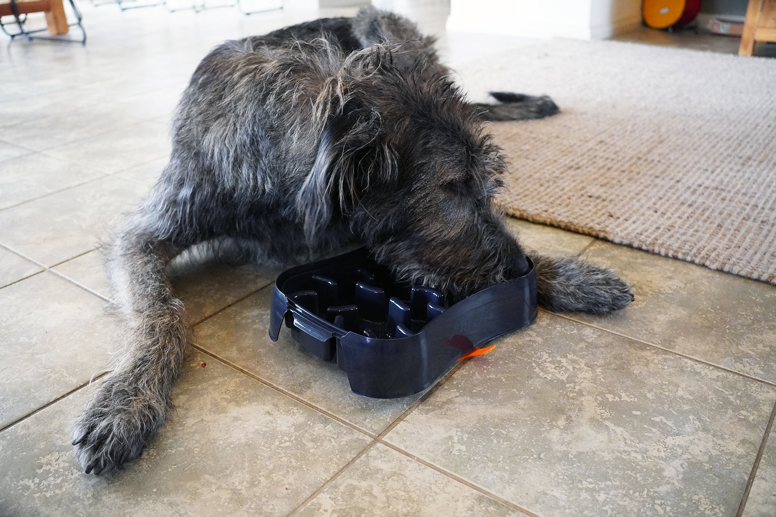 Hilda with Super Feedy Slow Feeder Dog Bowl
