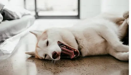 A Comprehensive Look at Super Feedy's Innovative Approach - Super Feedy