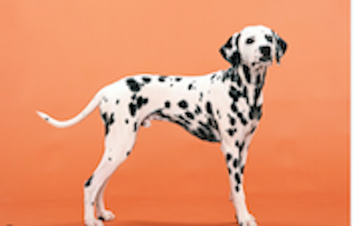 "Australian Veterinarians' Choice: The Health Benefits of Super Feedy for Dogs"